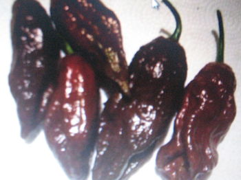 ПЕРЕЦ BHUT JOLOKIA шоколадный