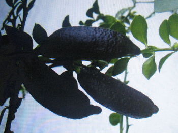 FINGEN LIME