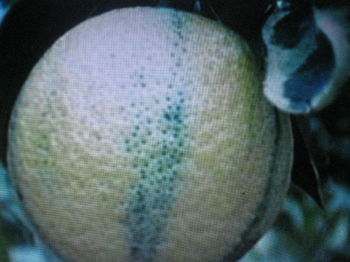 CARRIZO CITRANCE TRIROLIATE HYBID