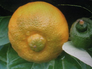 LIMETTA DOLCE ROMANA