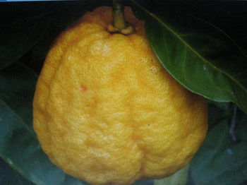 ICHANG LEMON