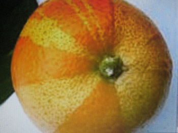 CITRUS AURANTIUM FASCIATA италия