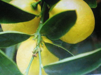 EUSTIS LIMEQUAT